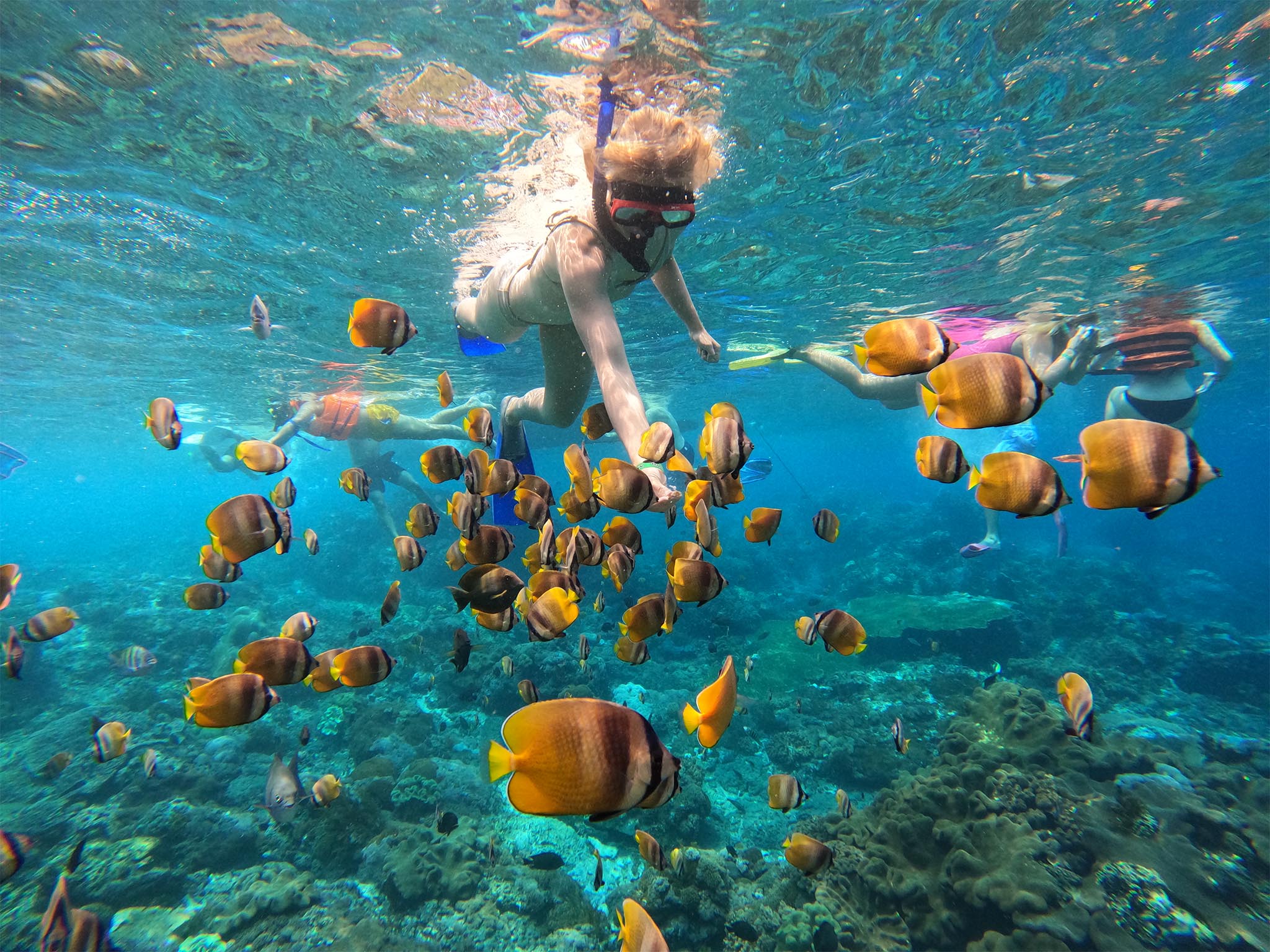 Paket snorkeling bersama ke 4 spot dengan ikan berwarna-warni di Nusa Penida