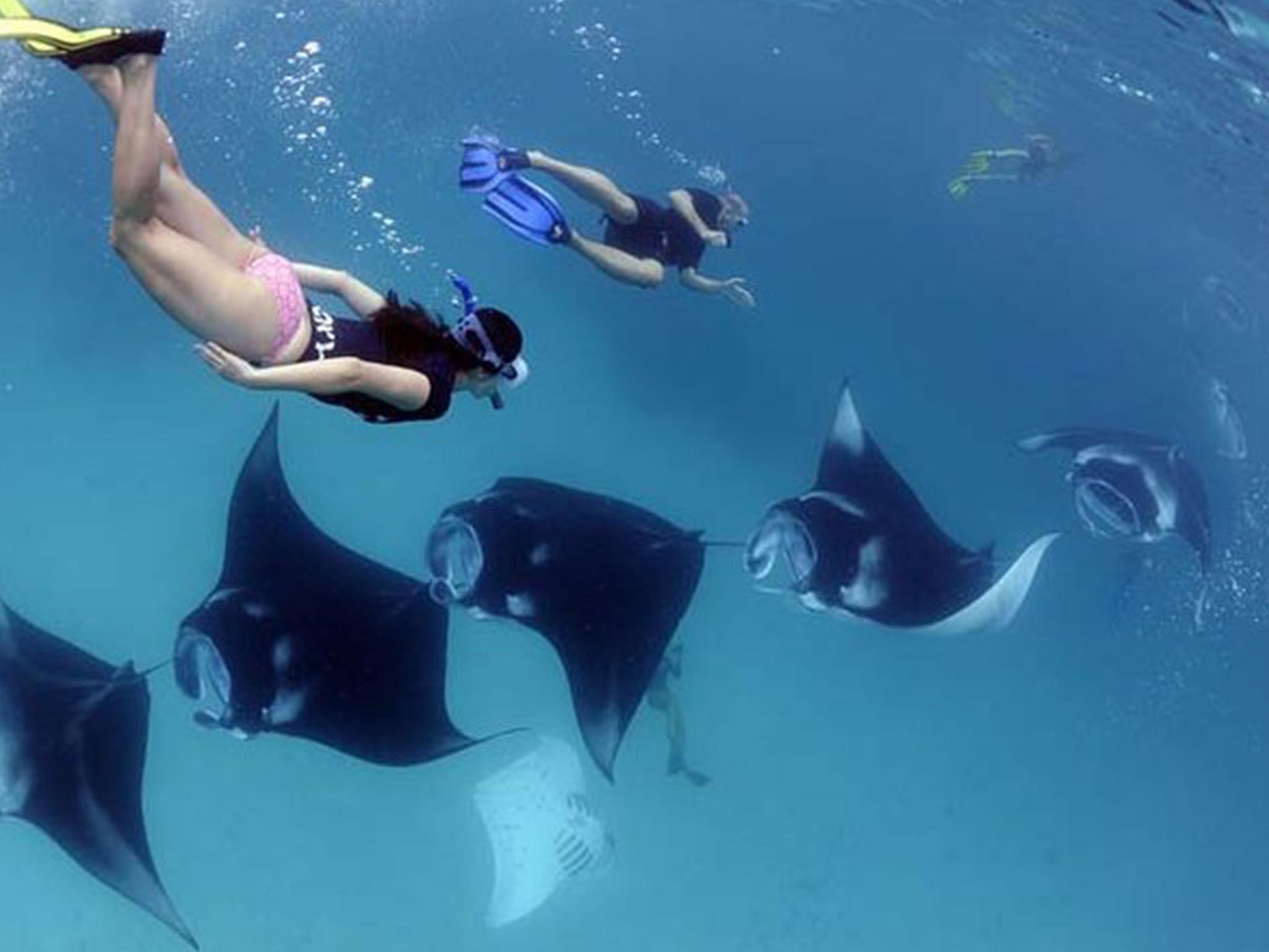 Paket snorkeling pribadi di lokasi sarang pari manta dengan pemandu di Nusa Penida - Gallery 10