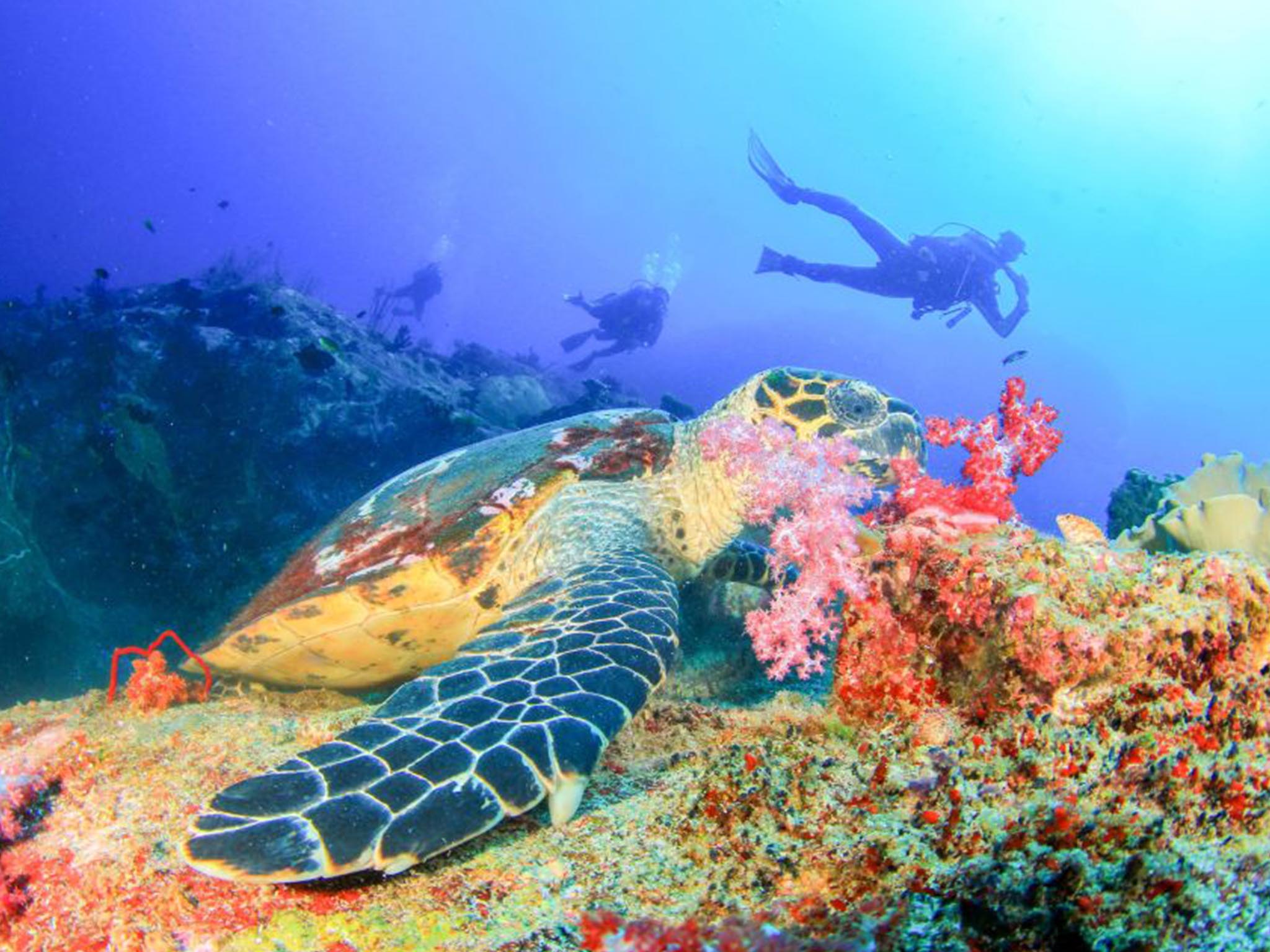 Snorkeling di Pantai Blue Lagoon dengan Makan Siang - Gallery 2