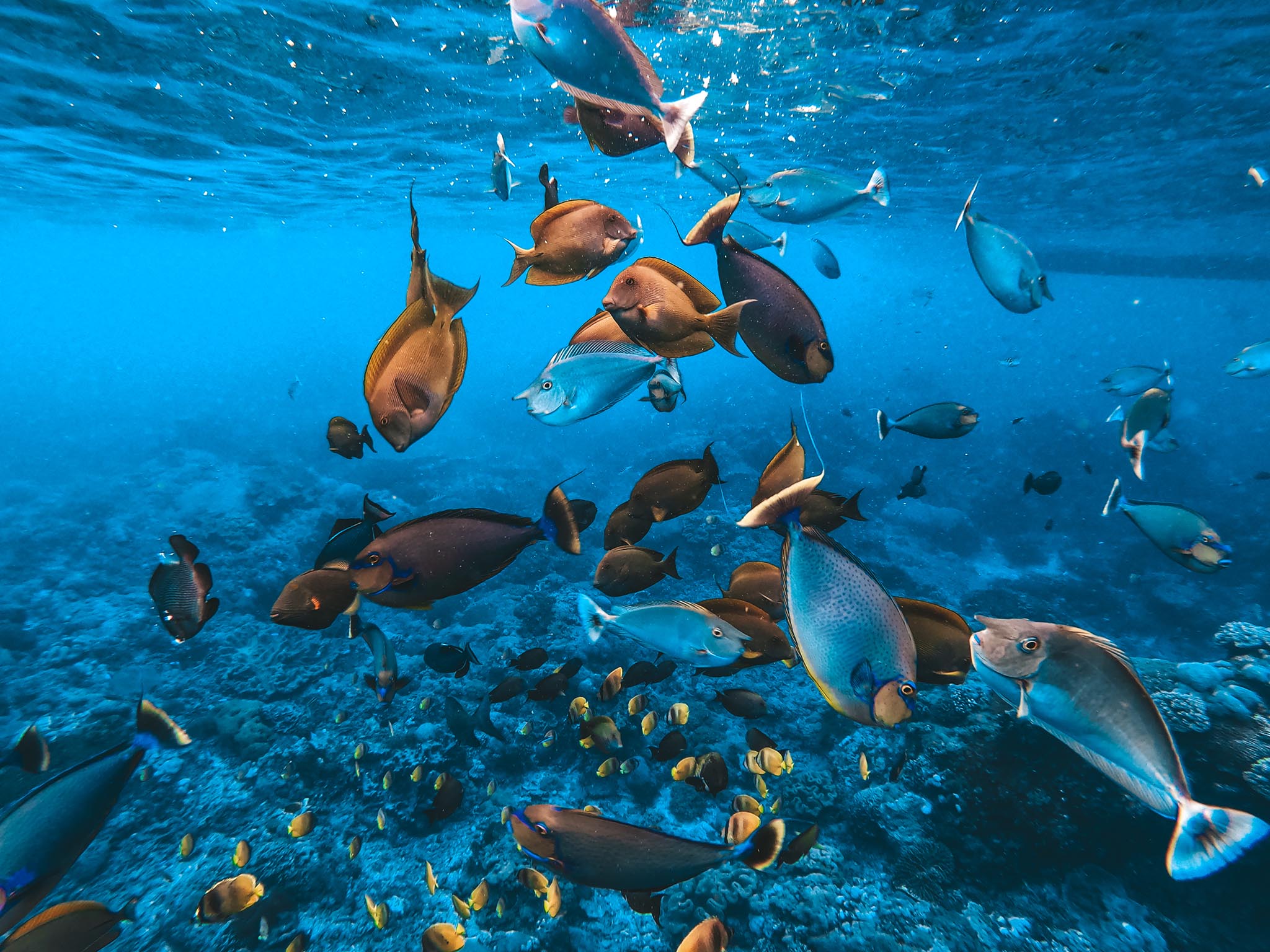 Paket snorkeling pribadi ke 4 lokasi dengan ikan berwarna-warni di Nusa Penida - Gallery 1