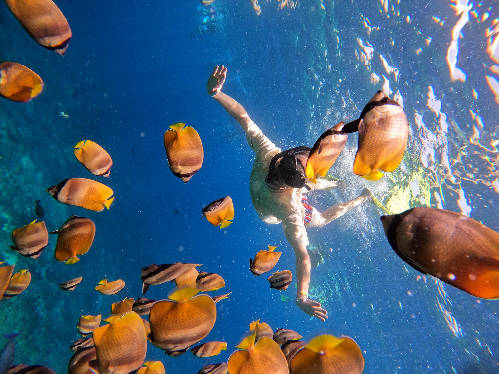 Paket snorkeling pribadi ke 4 lokasi dengan ikan berwarna-warni di Nusa Penida - Gallery 4