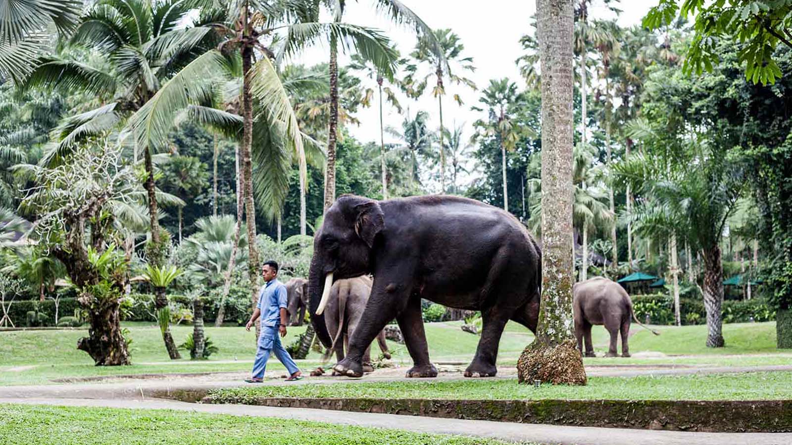 Tur Arung Jeram, Suaka Gajah, dan Jungle Swing - Gallery 3