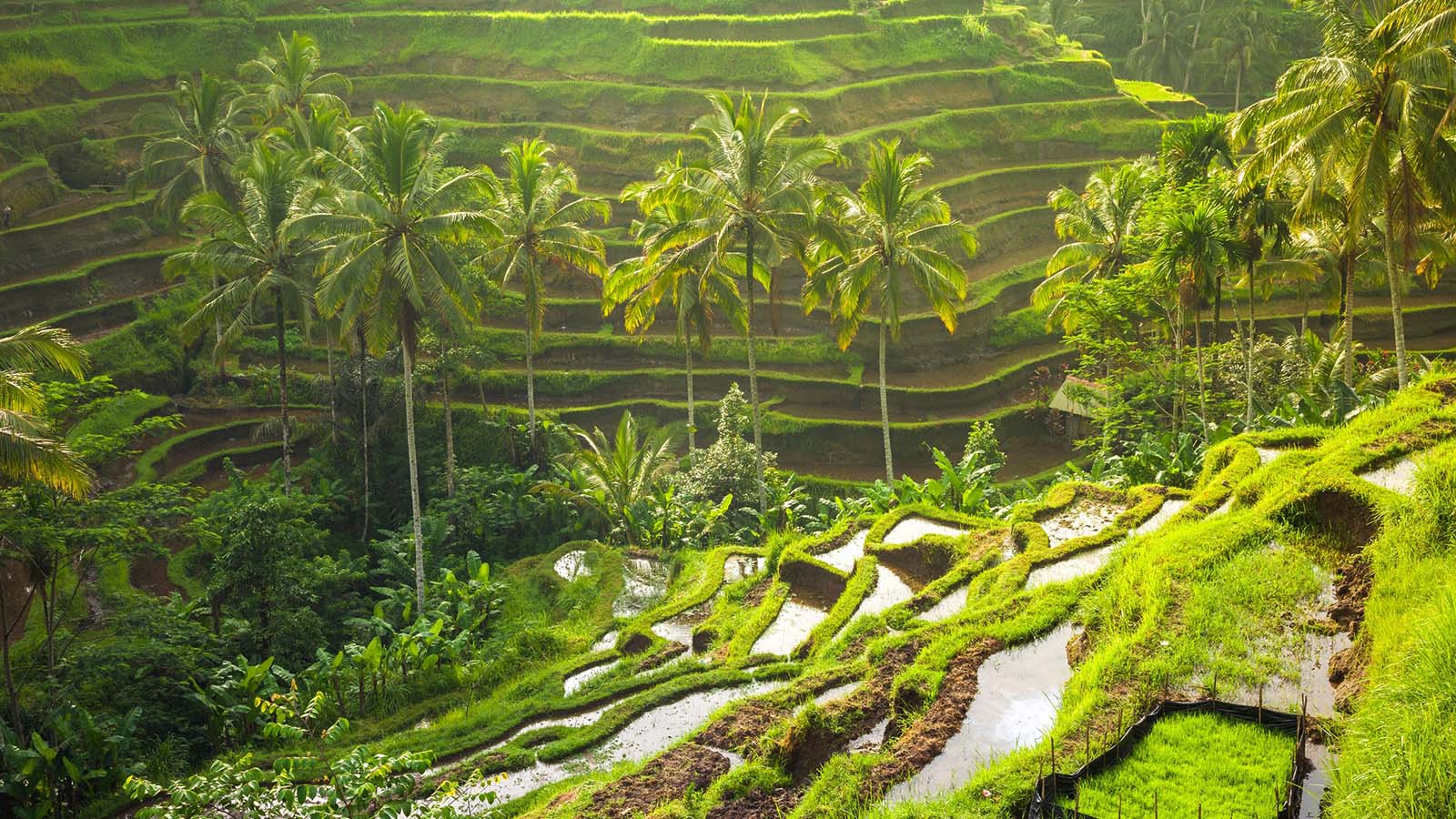 Tur Setengah Hari Ubud: Tempat-tempat Unik di Ubud - Gallery 1